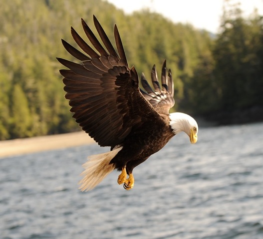 Eagle feed on the plentiful salmon of the Chilkat River